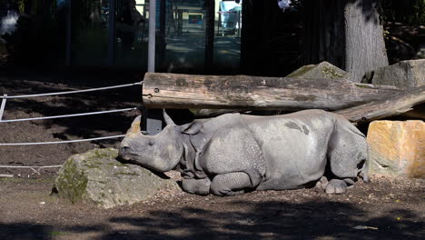 Indisches-Nashorn,-Das-Sich-Draußen-Im-Sonnenlicht-Aalt-Und-Schläft