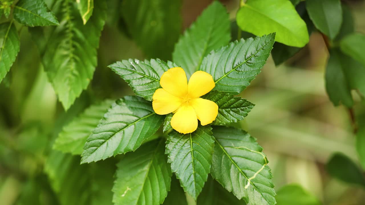 A yellow flower amidst lush green leaves