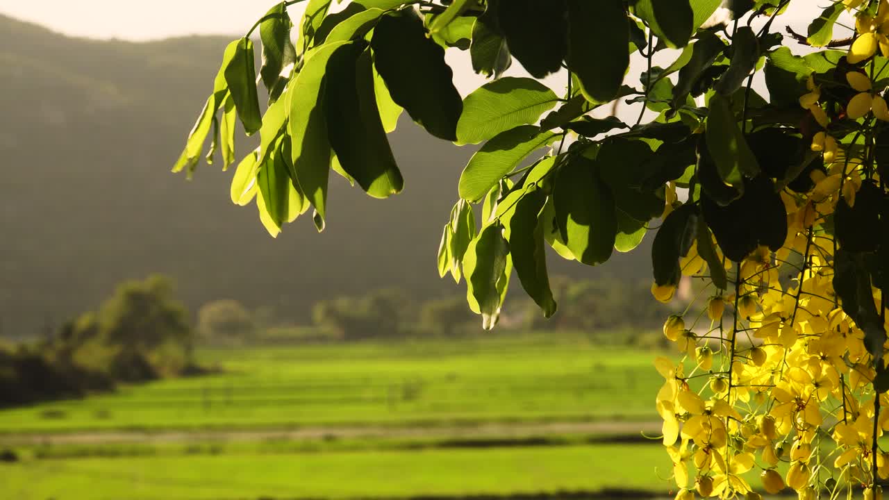 Cassia fistula tree yellow flowers in bloom and green leaves on sunny day