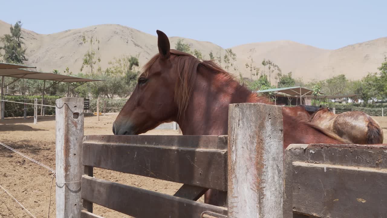 Profile of a chestnut horse scratching its head on a wooden fence on a sunny day