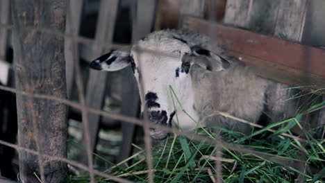 Close-up-of-Sheep-Eating-Behind-Fence