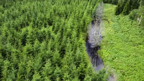 aerial above young pine trees at plantation in bohuslan, sweden