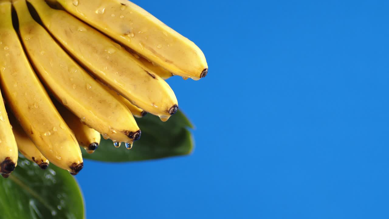 바나나 어리들로 물방울이 흘러내립니다.