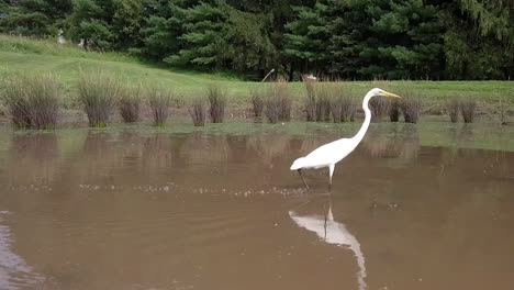 Weißer-Reihervogel-In-Pennsylvania