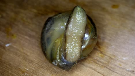 snails macro shot