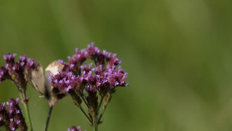 macro shot of two brown-veined white butterflies on purpletop vervain flowers, day