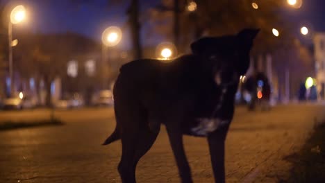 cinematic bokeh with night city street. dog and people in the light of headlights and lanterns