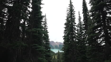 Pinos-Blancos-Occidentales-En-La-Montaña-Con-Vistas-Al-Lago-Garibaldi-En-Segundo-Plano-En-Columbia-Británica,-Canadá