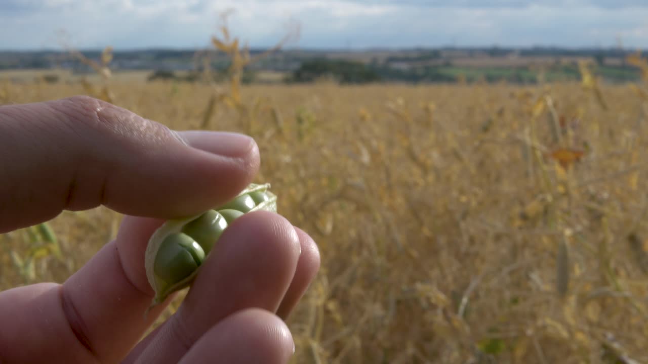 Green pea pod in agriculture fields at golden hour.