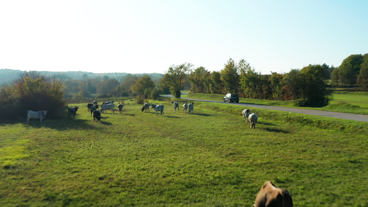 un coche atraviesa una zona agrícola de pastoreo de ganado