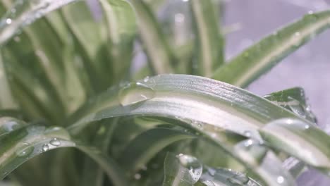 super slow motion of rainwater falling on leaves in the yard close up super slow motion of rainwater falling on leaves in the yard close up