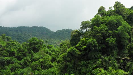 aerial view over a lush canopy of a tropical forest thicket at an indonesian island