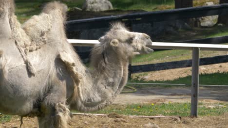 Shaggy double-hump white Bactrian camel slowly ruminating fresh grass