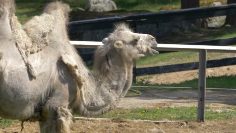 shaggy double-hump white bactrian camel slowly ruminating fresh grass