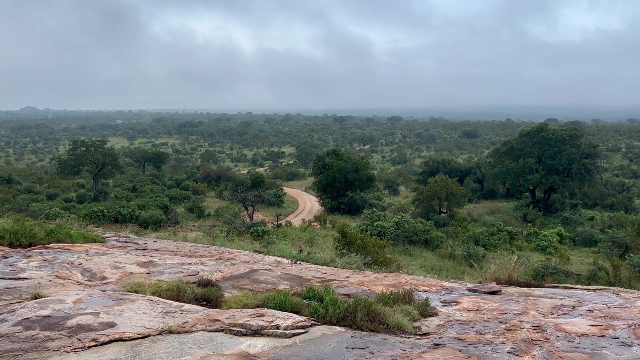 Pan right view over lush greenery in Kruger National Park, South Africa. Ideal for nature documentaries or travel content.
