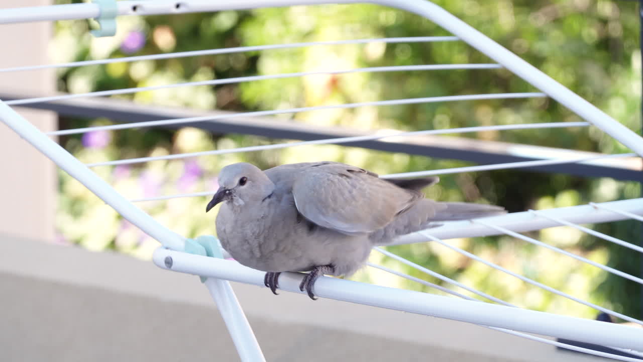 Close up of a dove sitting on a clothing drying rack outside