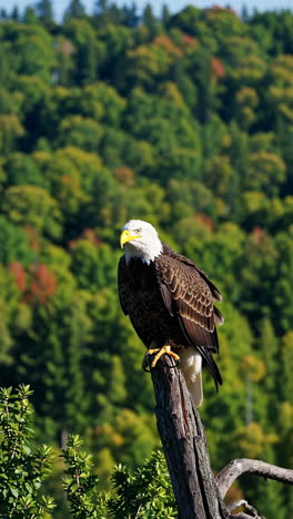 bald eagle perched on a tree stump in a forest