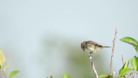 eastern phoebe on branch in slow motion