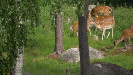 a heard of roe deer feeding on a green meadow in sweden