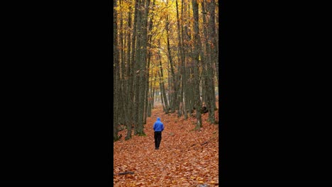 Anonymous-person-walking-in-autumn-forest