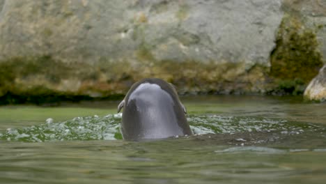 Slow-motion-tracking-shot-of-a-California-sea-lion-swimming-away