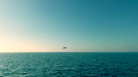 cinemagraph of bird is flying above the ocean, seamless 4k loop video