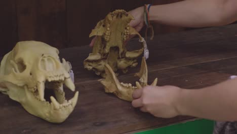 hands with bear skull, slow motion
