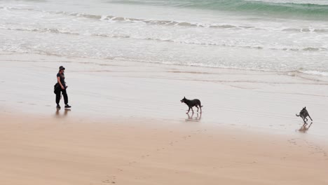 person walking dog along the beach