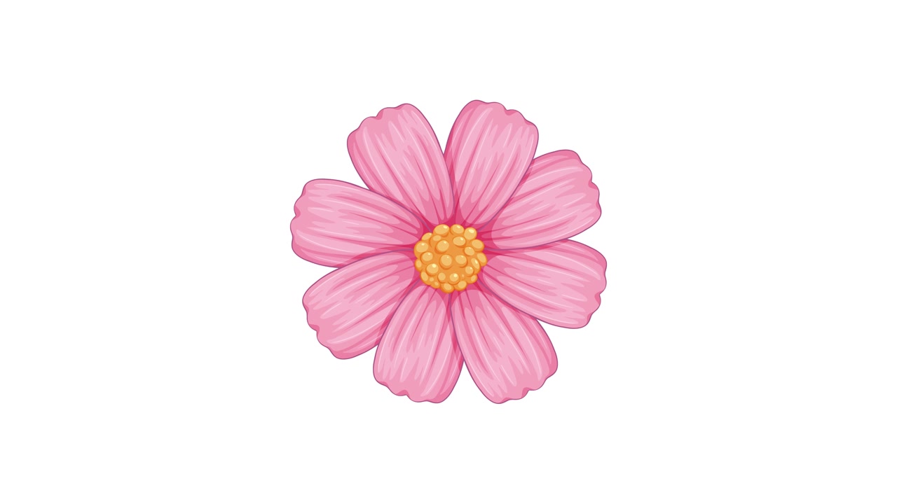 A pink cosmos flower blooms and disintegrates in a seamless loop with vibrant backgrounds