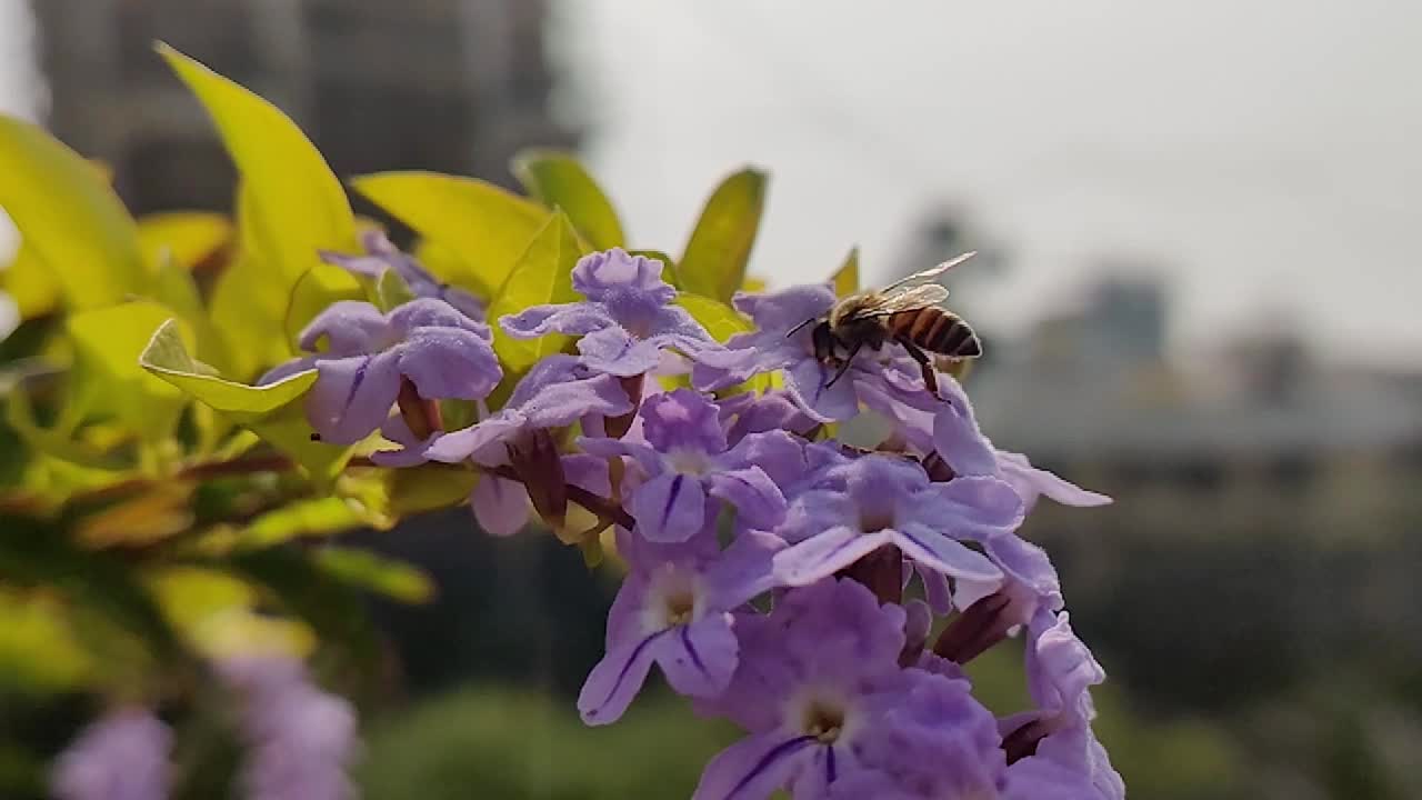 Slow motion Honey bee flying from purple flowers and feeding:pollinating
