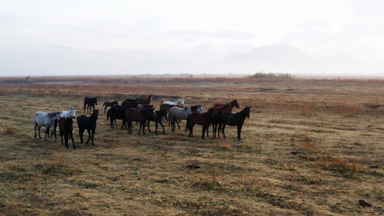 caballos salvajes en el idílico paisaje de kayseri en turquía al amanecer - disparo de drones