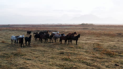 caballos salvajes en el idílico paisaje de kayseri en turquía al amanecer - disparo de drones