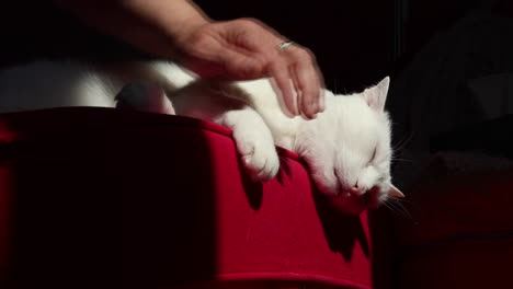 Woman-pets-cute-white-cat-laying-comfortably-on-a-red-couch-5