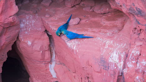 el araco índigo se reproduce en el acantilado de piedra arenisca pari orig.8k