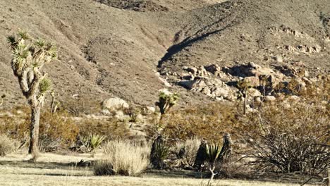 Joshua-Tree-Im-Joshua-Tree-Nationalpark-In-Kalifornien-Mit-Videoschwenk-Von-Rechts-Nach-Links,-Weitwinkelaufnahme