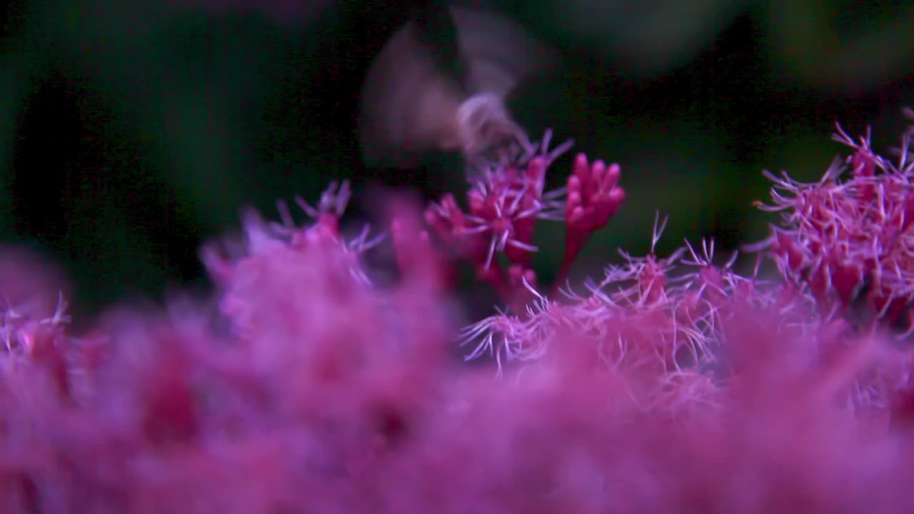 Hummingbird Feeding on Pink Flowers