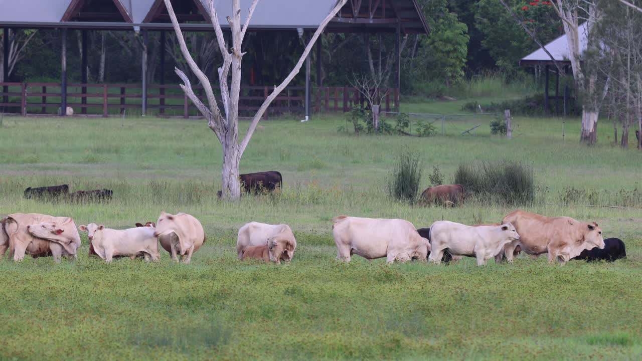 잔디 을 가로질러 이동 하는 가축