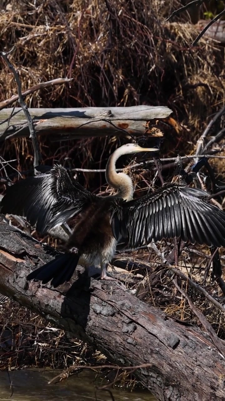 Anhinga Kuşu Suyun Kenarındaki Bir Kütük Üzerinde Kanatlarını Kurutuyor