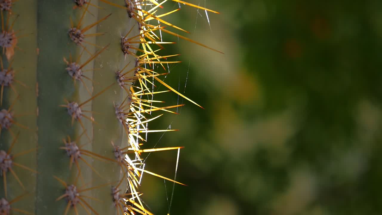 Fotografía de las espinas de un cactus columnar, iluminadas por el sol con un fondo verde difuminado