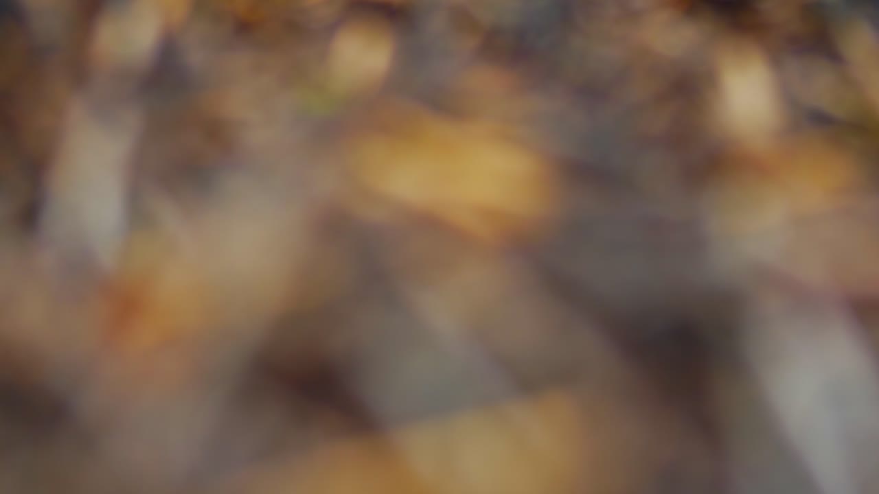 Ants crawling alone the forest floor, in and our of focus.