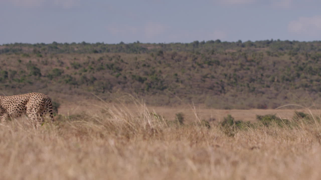 Campo lunghissimo di un ghepardo con collare che cammina nella savana.