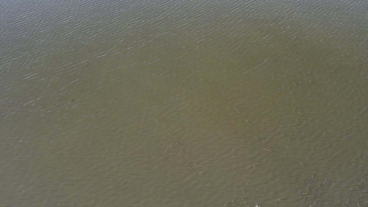 grandes cardúmenes de salmonetes nadando en grupos - imágenes aéreas