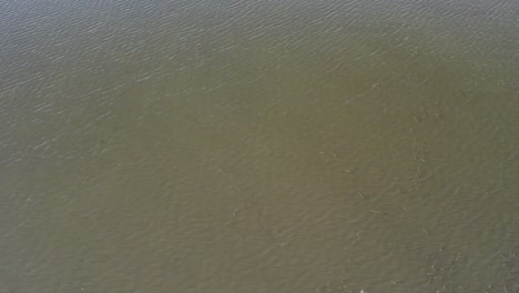 Large-schools-of-mullet-fish-swimming-in-groups---aerial-footage