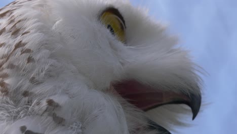 Macro-shot-of-arctic-owl-with-huge-eyes-checking-area-and-warning-during-beautiful-day-with-blue-sky