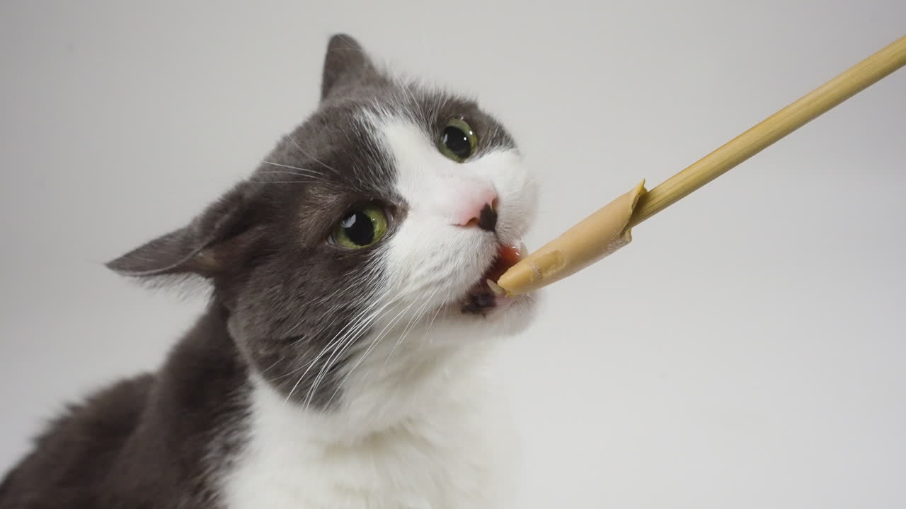 Cat with grey head reacting humorously with brain freeze while licking a treat on a white background, medium close up static