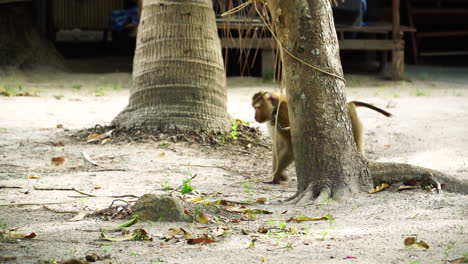 monkey tied to tree and walking impatiently, koh samui, thailand