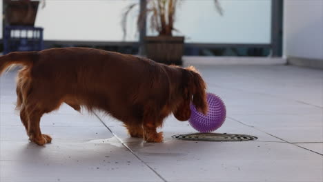 perro salchicha juega con una pelota de perro púrpura afuera en el patio