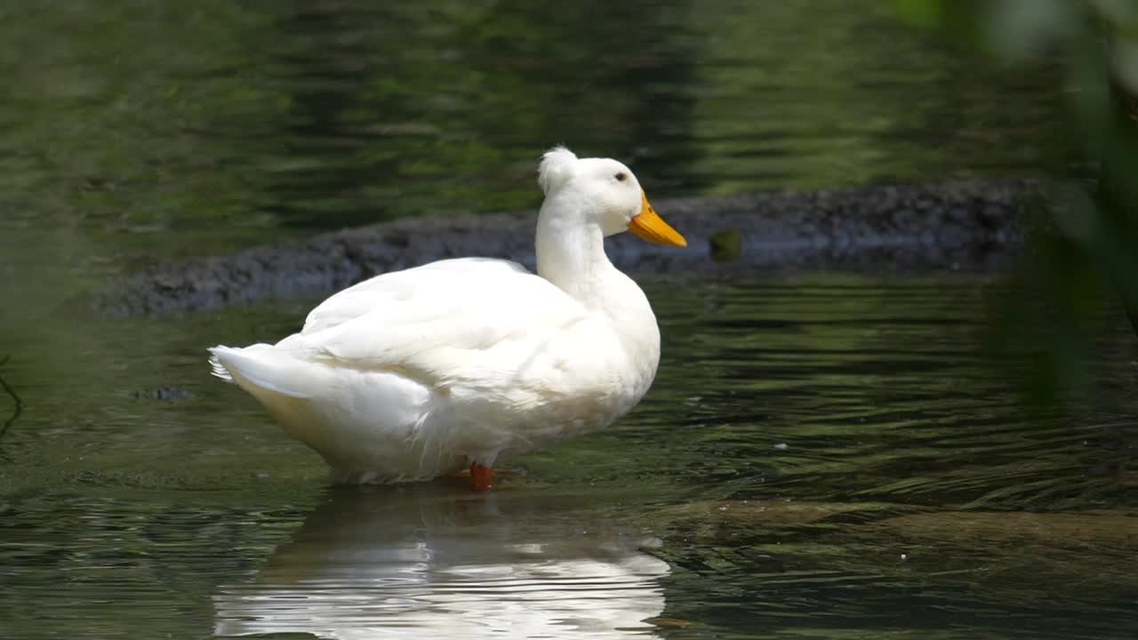 bonito pato blanco refrescándose en un estanque natural durante el día soleado - toma en cámara súper lenta