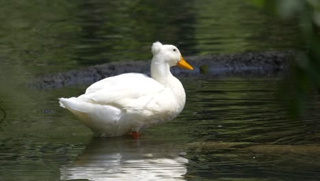 pretty white duck cooling in natural pond during sunny day - super slow motion shot