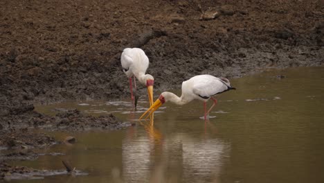 Yellow-Billed-Storks-attempt-to-catch-a-meal-hidden-in-muddy-pond-edge